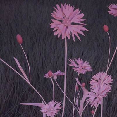 火狐体育APP体育app下载