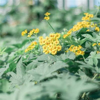 大发彩票官方官方平台app下载手机版