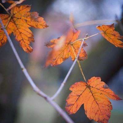 经典牛牛app下载